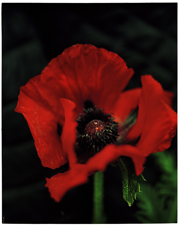 Flowerrignev3web
