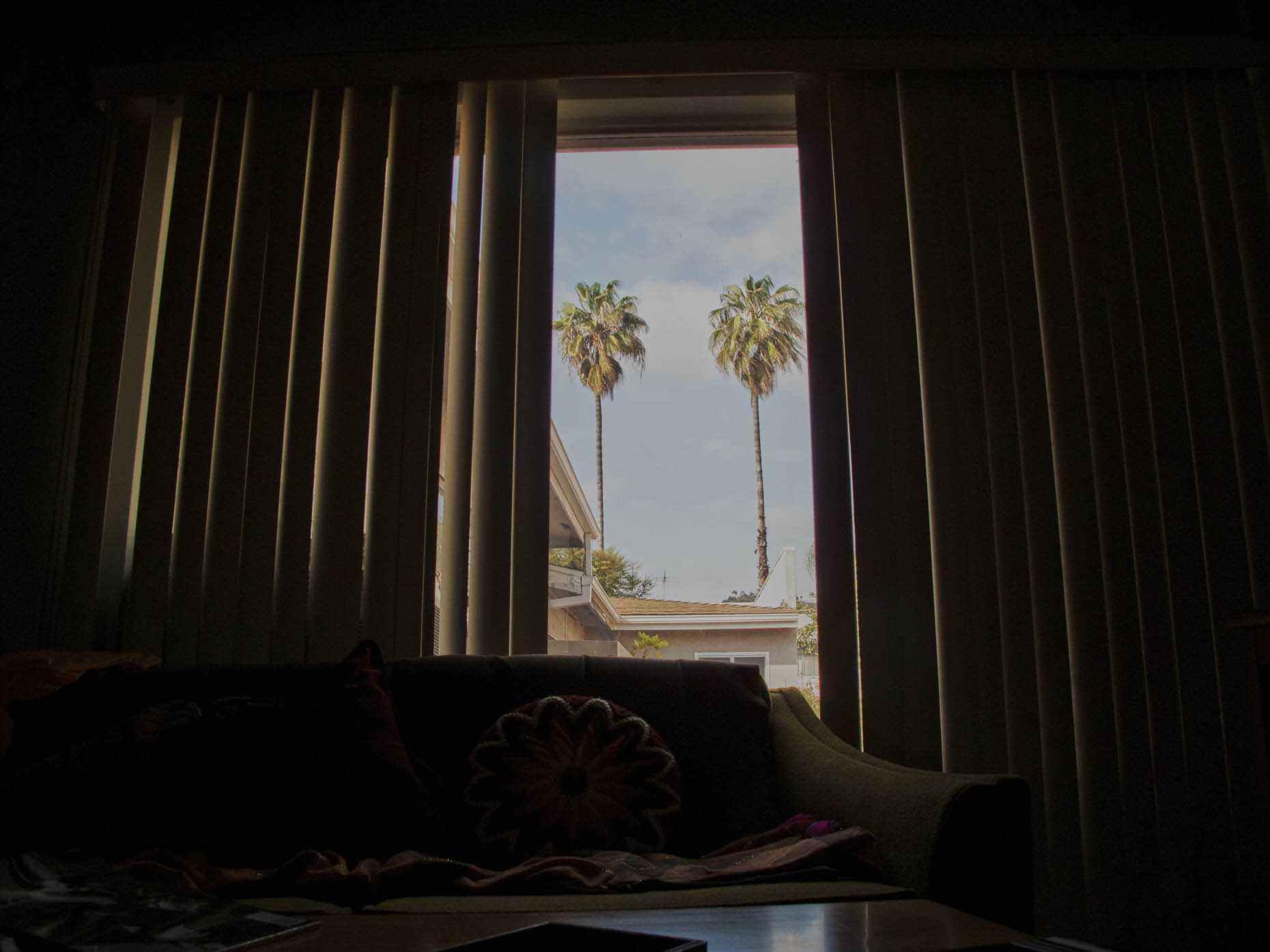L.A. Prentice window plam trees